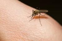 natural mosquito repellent for sensitive skin