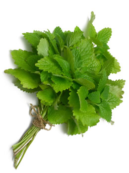 lemon balm for eczema